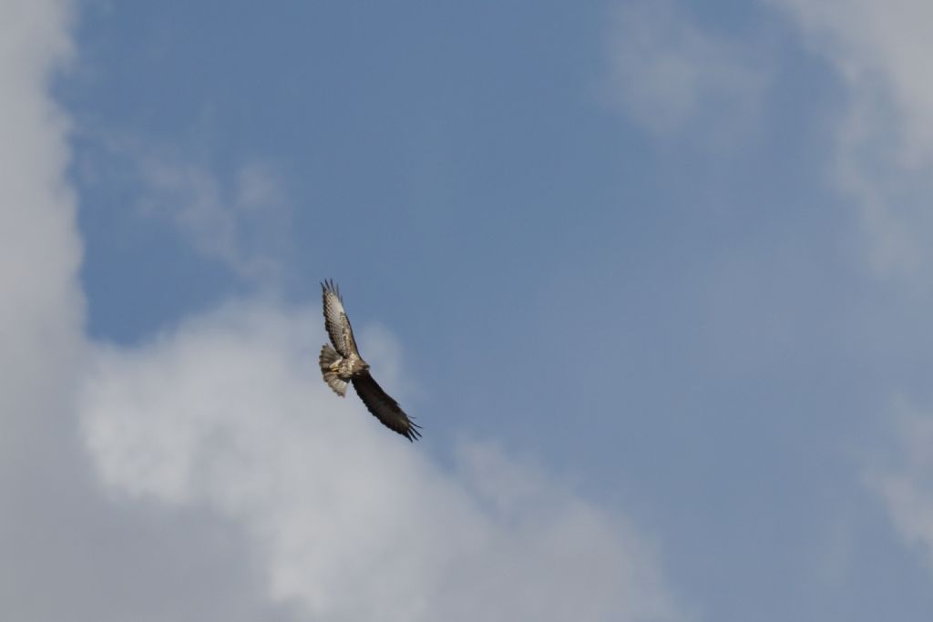 Poiana?  Nibbio bruno  (Milvus migrans) e Poiana (Buteo buteo)